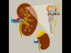 脾肾不足型虚实夹杂：5类信号识别+3步科学调理方案 - 深圳健康科普资讯网
