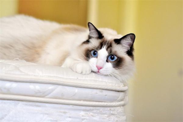 猫咪的眼睛有白色分泌物怎么办？ - 深圳健康科普资讯网