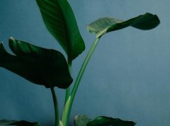 后脑白发伴浑身无力？4个原因+科学调理方案 - 深圳健康科普资讯网