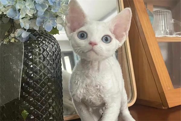 猫咪能长期吃素食吗? 猫咪能长期吃素食吗?(图1)