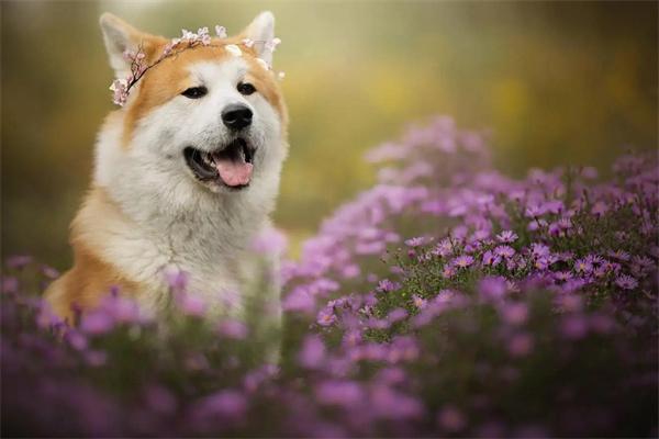 狗狗为什么能够辨别草药？(图1)