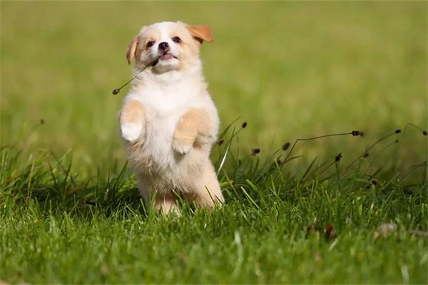 狗狗为什么能够辨别草药？(图2)