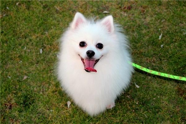 狗狗吃卵磷脂的好处(图1)