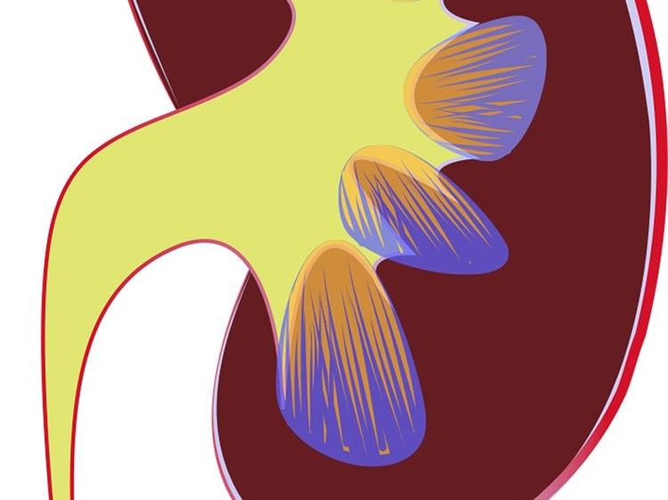 尿常规查不出肾亏？别混淆中西医的“肾”概念(图1)