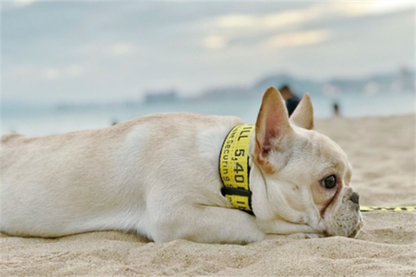 狗狗绦虫用什么药效果好？(图2)