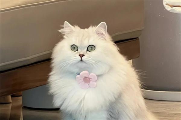 为什么波斯猫被称为猫中之王？(图1)