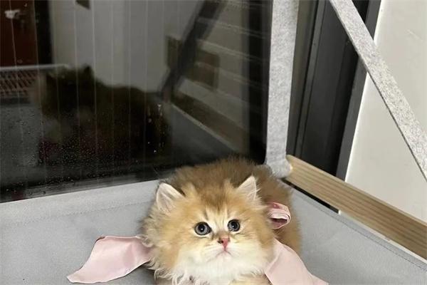 为什么波斯猫被称为猫中之王？(图2)