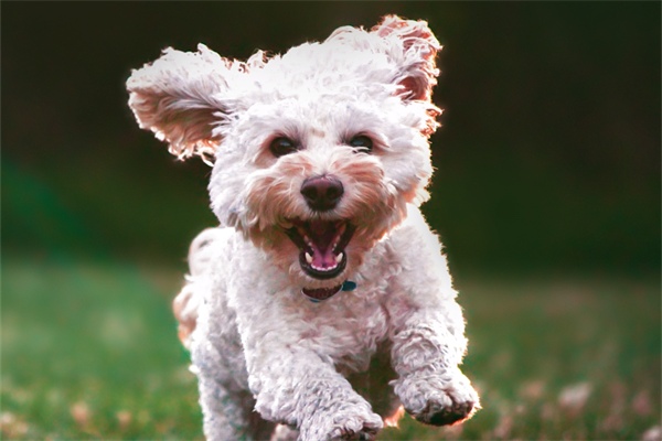 狗狗吃狗粮不嚼直接吞怎么办？(图1)