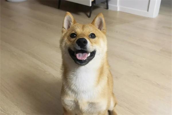 狗狗犯错屡教不改是什么原因？(图1)