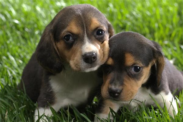 狗狗患上自闭症怎么办? 狗狗患上自闭症怎么办?(图1)