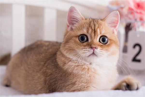 猫咪低钾血症的病因及治疗方法 猫咪低钾血症的病因及治疗方法(图2)