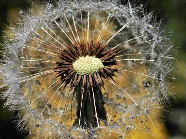 蒲公英用对才有效：中医功效与科学使用指南(图1)