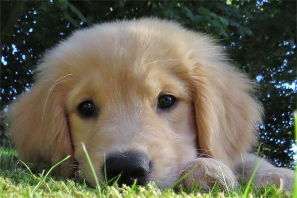 狗狗长期闻烟味会怎么样? 狗狗长期闻烟味会怎么样?(图2)