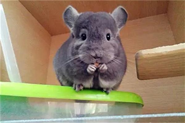 怎么区分龙猫年龄？ - 深圳健康科普资讯网