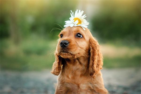 狗狗为什么不能吃海鲜？ - 深圳健康科普资讯网