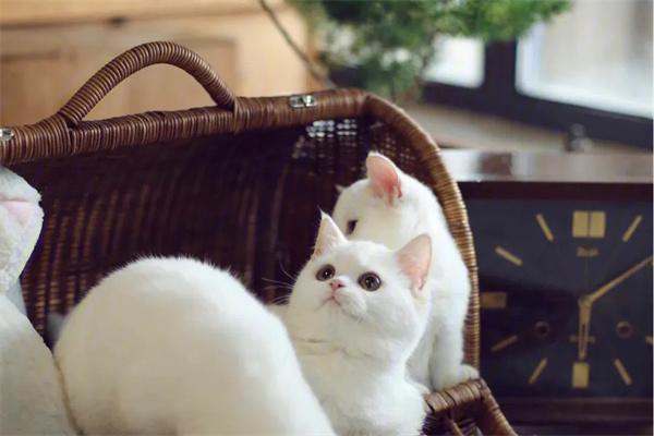 猫咪膀胱炎的原因和治疗方法 猫咪膀胱炎的原因和治疗方法(图2)