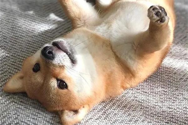 怎么知道狗狗是否超重? 怎么知道狗狗是否超重?(图1)