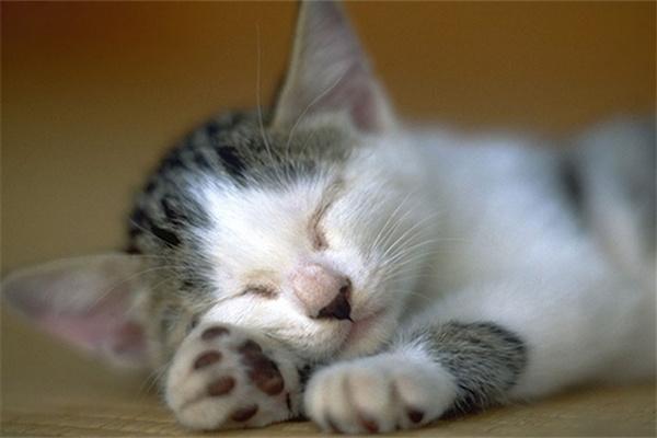 流浪猫在冬天会冻死吗? 流浪猫在冬天会冻死吗?(图1)