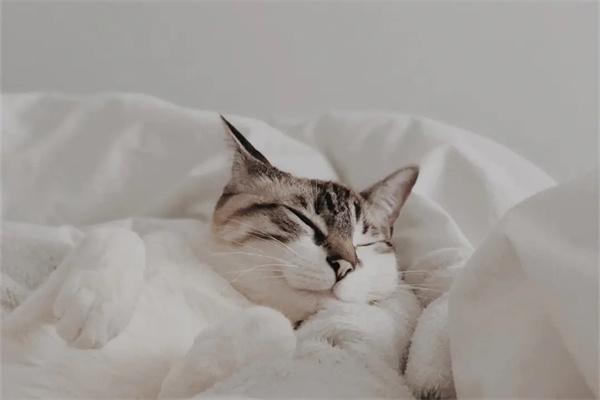 流浪猫在冬天会冻死吗? 流浪猫在冬天会冻死吗?(图2)