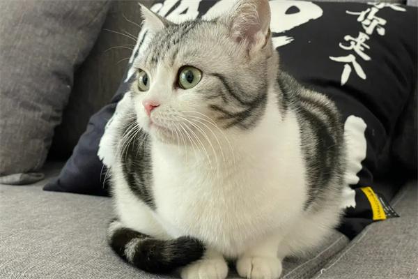 怎么预防猫咪做出攻击性行为？(图1)