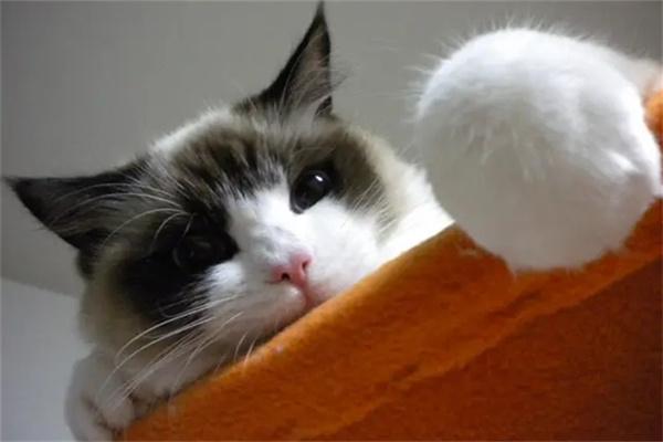 怎么预防猫咪做出攻击性行为？(图2)