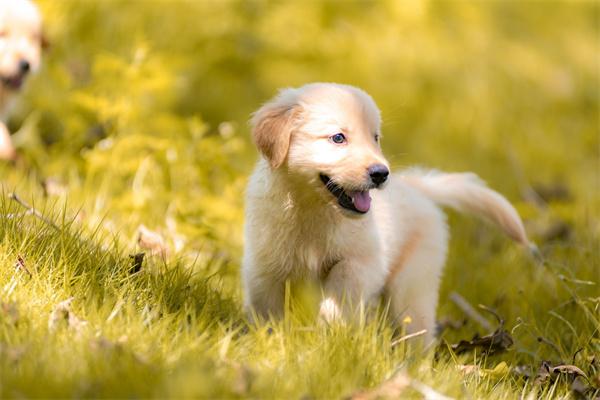 怎么避免犬猫吵闹扰人？(图1)