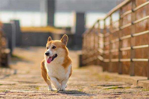 宠物狗的基本训练有哪些？(图2)