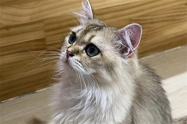 猫咪为什么容易得猫鼻支？(图1)