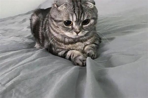 猫咪为什么容易得猫鼻支？(图2)