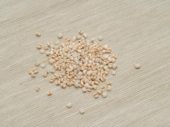 气虚痰湿怎么调？莱菔子科学调理不适的实用指南 - 深圳健康科普资讯网