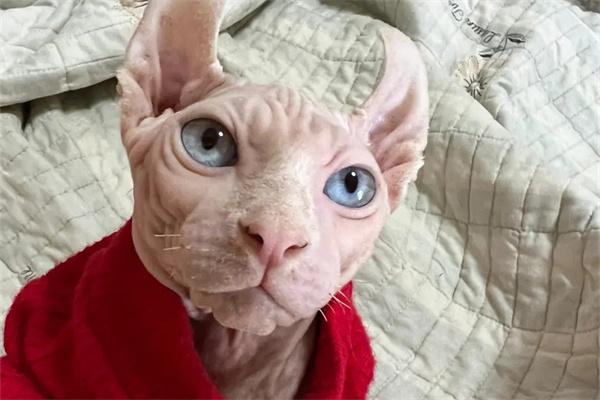 猫咪老年痴呆的症状有哪些?(图3) 猫咪老年痴呆的症状有哪些?(图3)