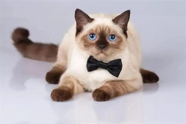 猫咪打疫苗后要查抗体吗？(图3)