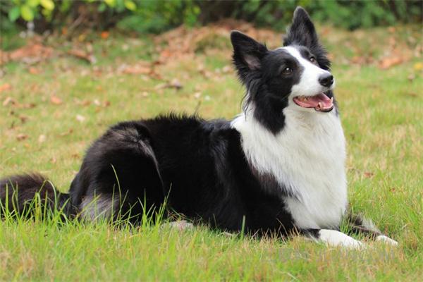 狗狗喜欢被人摸吗？(图2)