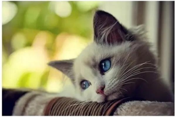 为什么土猫喜欢离家出走?(图3) 为什么土猫喜欢离家出走?(图3)