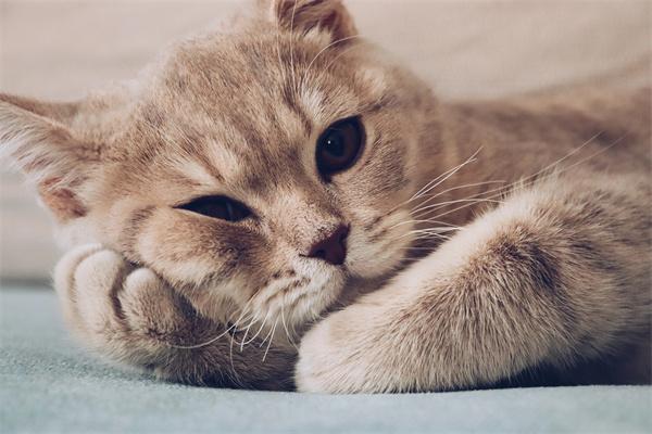 猫咪牙周炎是怎么引起的?(图3) 猫咪牙周炎是怎么引起的?(图3)