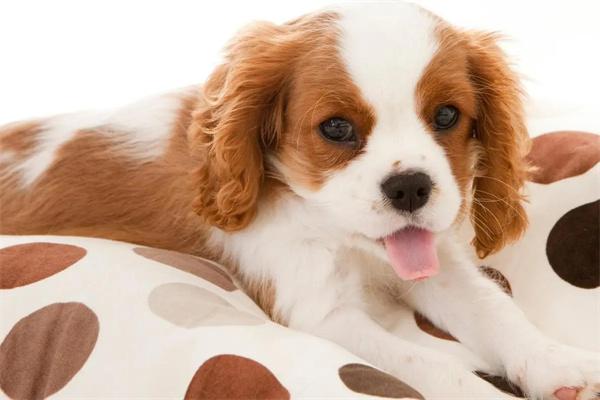 狗狗翘屁股是什么意思?(图1) 狗狗翘屁股是什么意思?(图1)