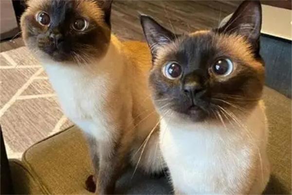 怎么对猫咪表达爱意呢?(图1) 怎么对猫咪表达爱意呢?(图1)