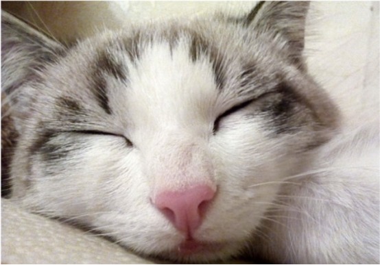 猫咪一整天都在睡觉正常吗?(图2) 猫咪一整天都在睡觉正常吗?(图2)