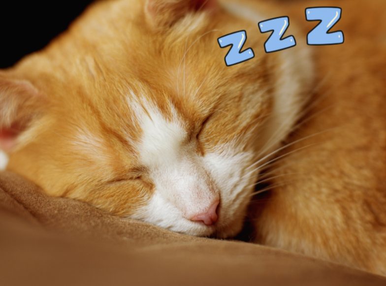 猫咪一整天都在睡觉正常吗?(图1) 猫咪一整天都在睡觉正常吗?(图1)