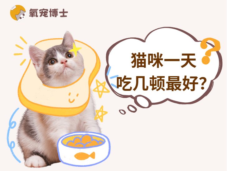 猫咪一天喂几顿比较好?你做对了吗?(图1) 猫咪一天喂几顿比较好?你做对了吗?(图1)