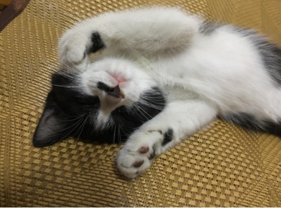 猫咪一整天都在睡觉正常吗?(图4) 猫咪一整天都在睡觉正常吗?(图4)