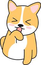 狗狗突然不愿意出门？问题出在哪儿？(图2)