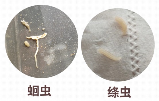 怎么知道猫咪身上有没有虫?(图5) 怎么知道猫咪身上有没有虫?(图5)