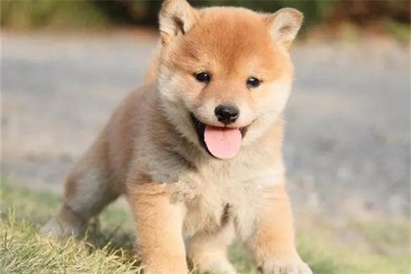 流浪狗容易携带哪些病菌？(图3)