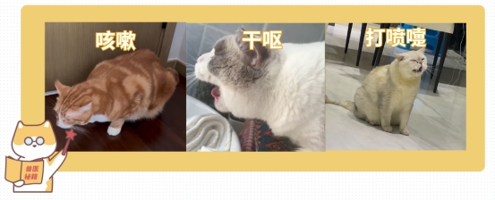 猫咪想吐又吐不出来是怎么回事?(图5) 猫咪想吐又吐不出来是怎么回事?(图5)