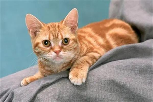 猫咪打疫苗后要查抗体吗?(图1) 猫咪打疫苗后要查抗体吗?(图1)