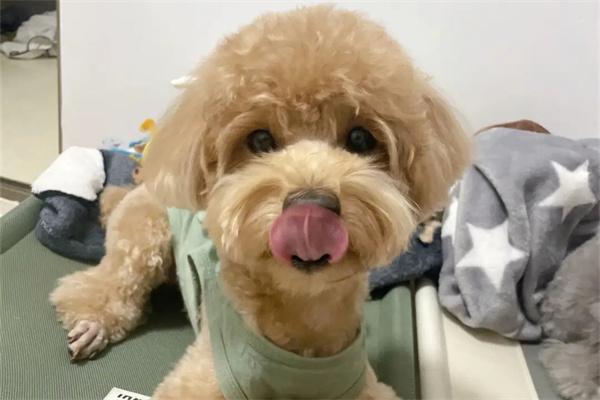 正确抱狗的姿势是怎样的？(图3)
