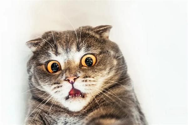 预防猫咪牙齿疾病的措施有哪些?(图1) 预防猫咪牙齿疾病的措施有哪些?(图1)