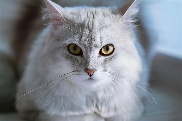 母猫会一直记得自己的孩子吗?(图1) 母猫会一直记得自己的孩子吗?(图1)