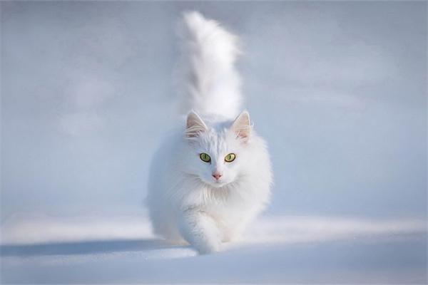 猫咪为什么会模仿主人的行为？(图1)